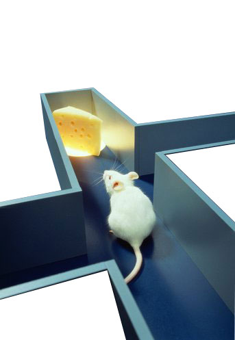 mouse cheese